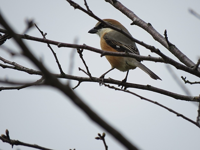 江津湖の鳥など。_f0357487_21565970.jpg