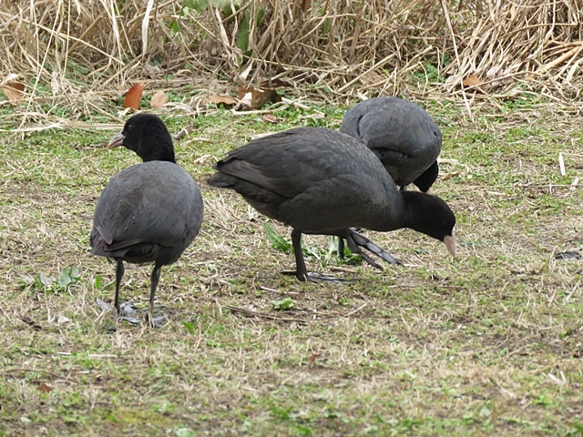 江津湖の鳥など。_f0357487_21583858.jpg