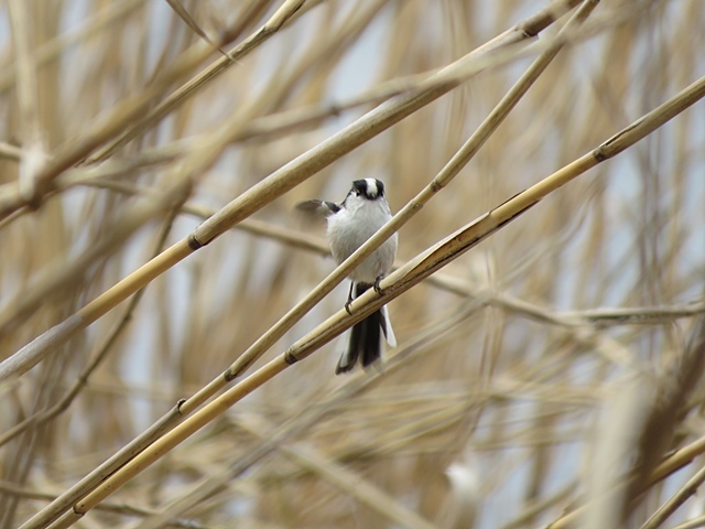 江津湖の鳥など。_f0357487_22044708.jpg