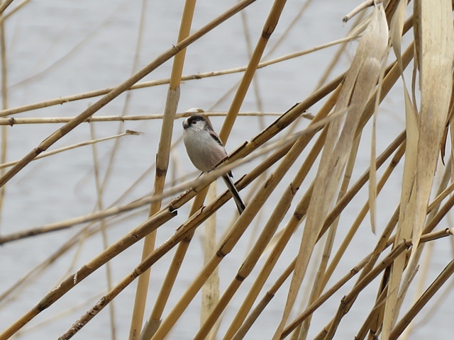 江津湖の鳥など。_f0357487_22070623.jpg