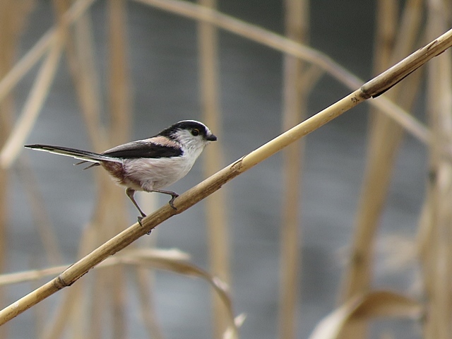 江津湖の鳥など。_f0357487_22073987.jpg