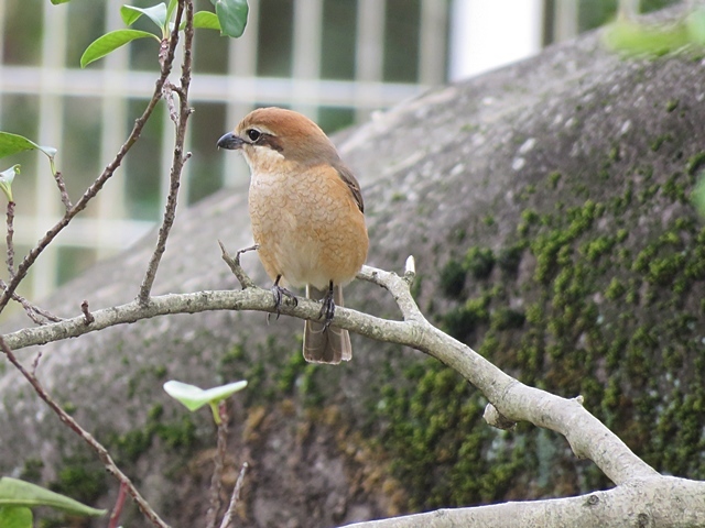 江津湖の鳥など。_f0357487_22081007.jpg