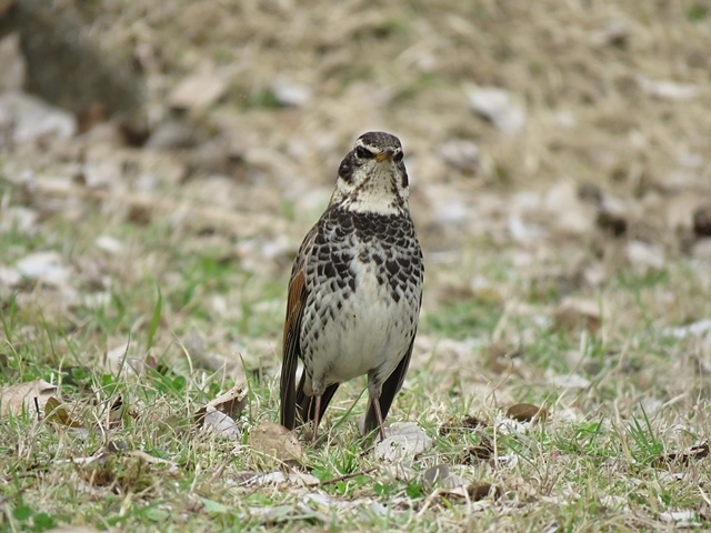 江津湖の鳥など。_f0357487_22083658.jpg