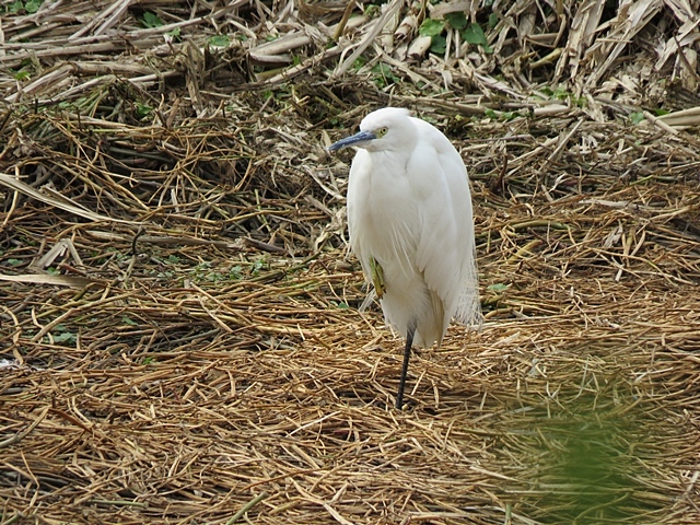 江津湖の鳥など。_f0357487_22105357.jpg