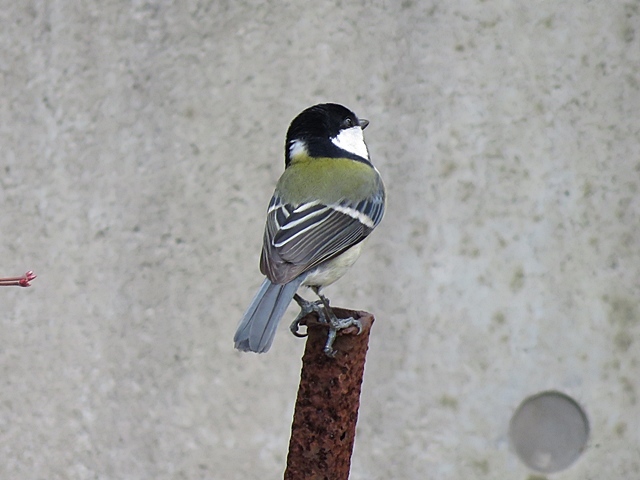 江津湖の鳥など。_f0357487_22162600.jpg