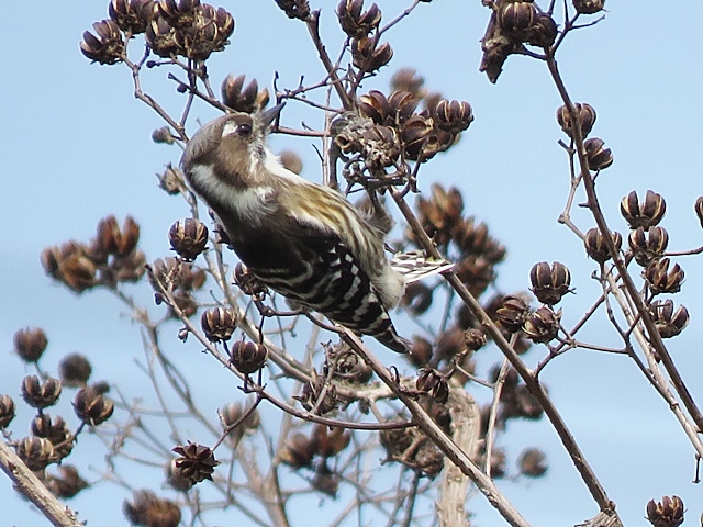 江津湖の鳥など。_f0357487_22170964.jpg