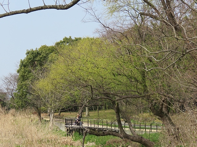 江津湖の鳥など。_f0357487_22174761.jpg