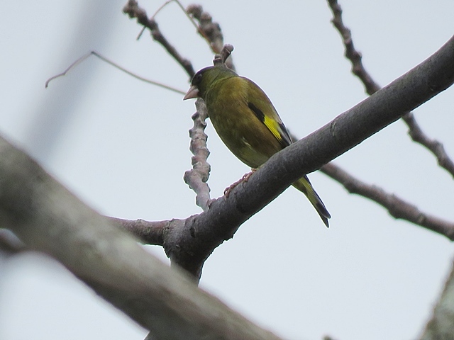 江津湖の鳥など。_f0357487_22182602.jpg