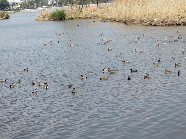 江津湖の鳥など。_f0357487_22212504.jpg