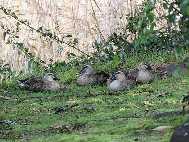 江津湖の鳥など。_f0357487_22214700.jpg