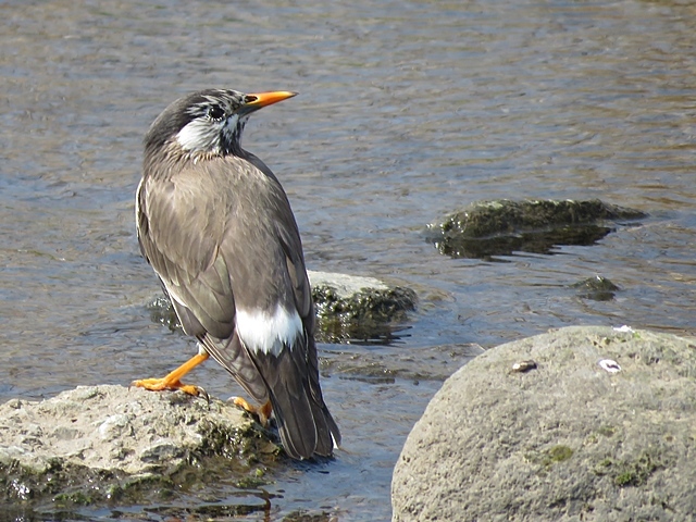 江津湖の鳥など。_f0357487_22222707.jpg