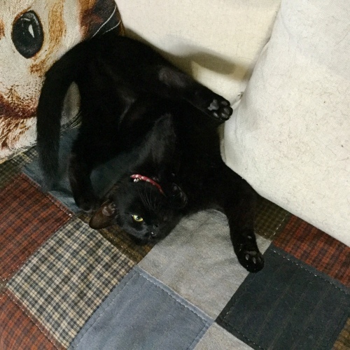頑張れる？_e0358096_20495321.jpeg