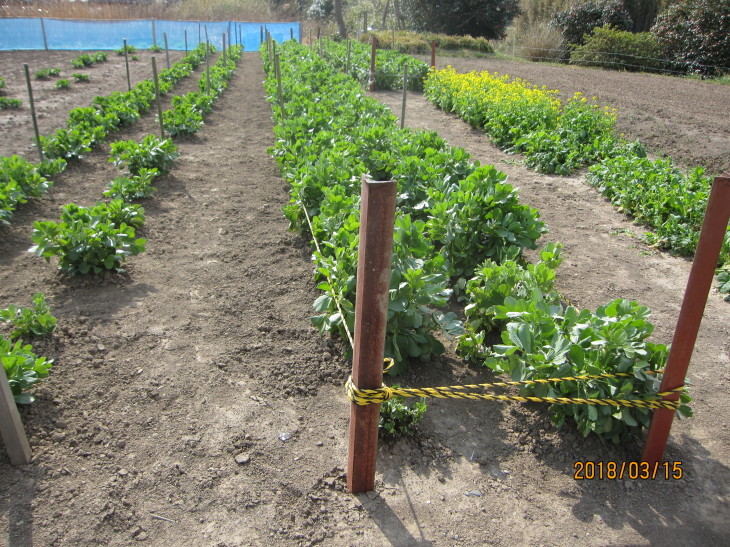 ソラマメの支柱立て 野菜栽培