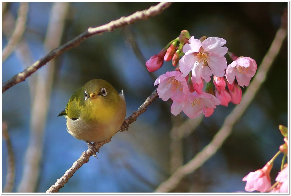 陽光桜にメジロ_a0057905_16585078.jpg