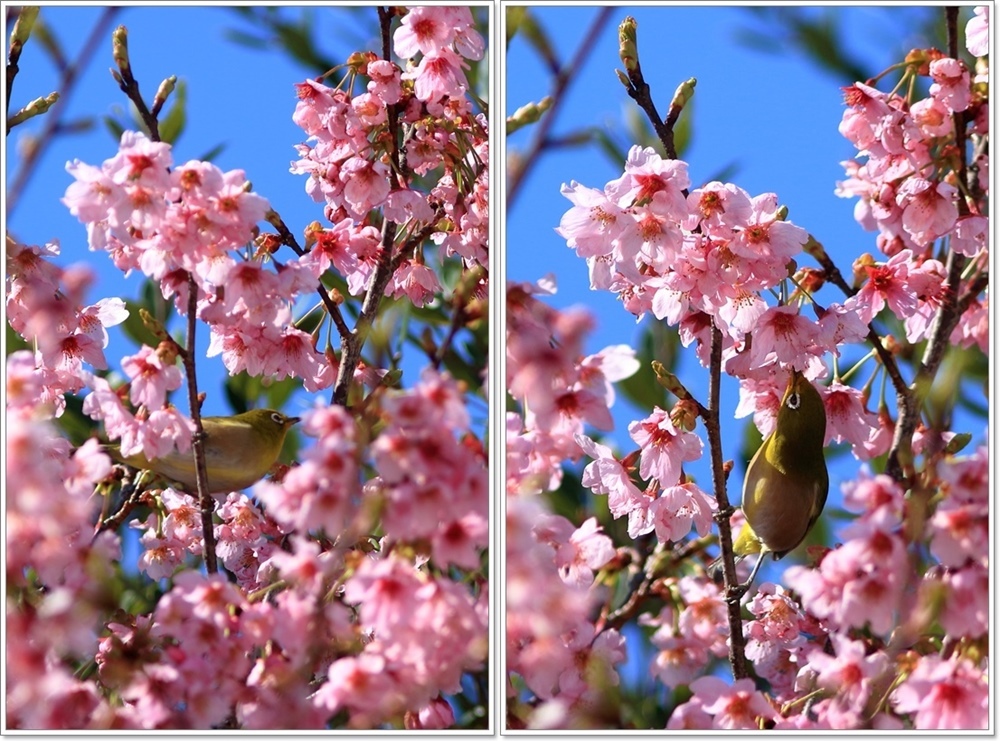 陽光桜にメジロ_a0057905_16590610.jpg