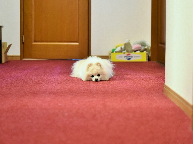 いつもの_d0360206_12503720.jpg