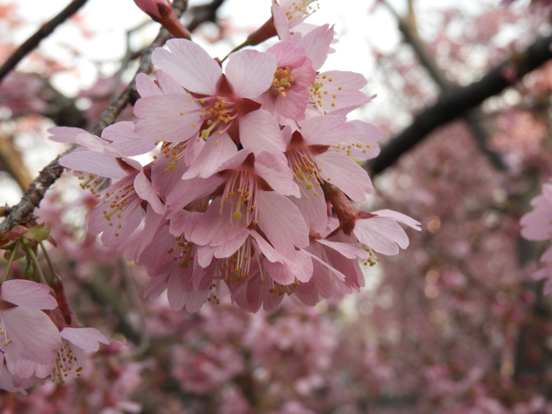 オカメざくらとカワズ桜_e0048413_21491446.jpg