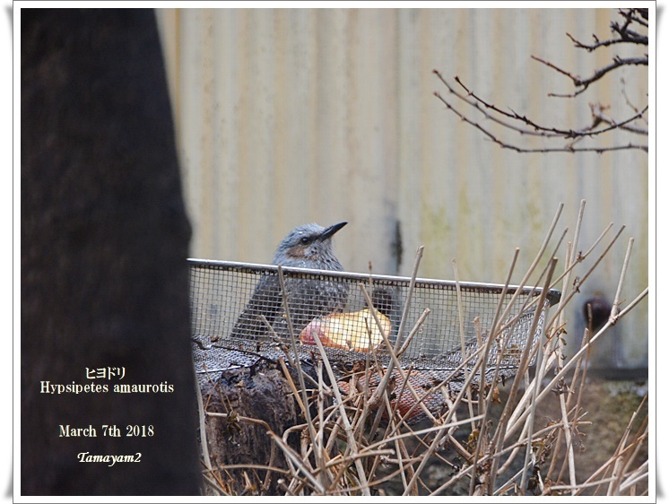 【819】早春の花々と野鳥たち_c0128628_05520550.jpg