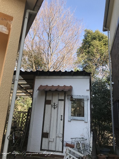 庭のミモザ&【NHK総合】首都圏で放送予定♪DIY小屋を取材していただきました!_f0023333_22134348.jpg
