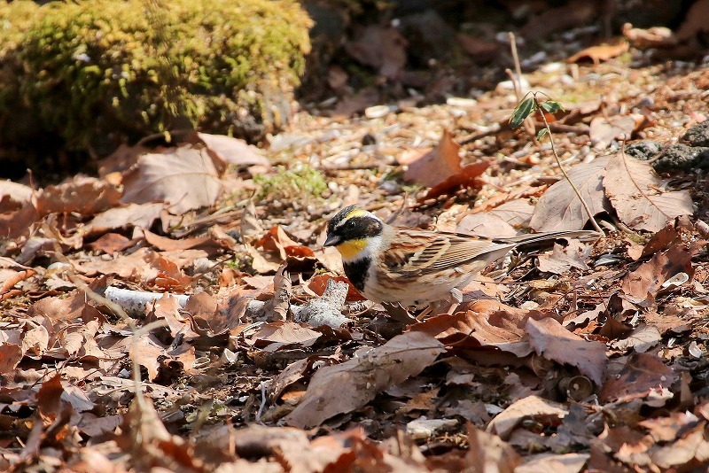 ミヤマホウジロ_f0327034_20444037.jpg