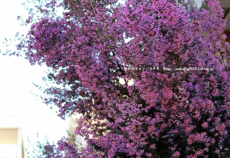 e0052135_18395890.jpg