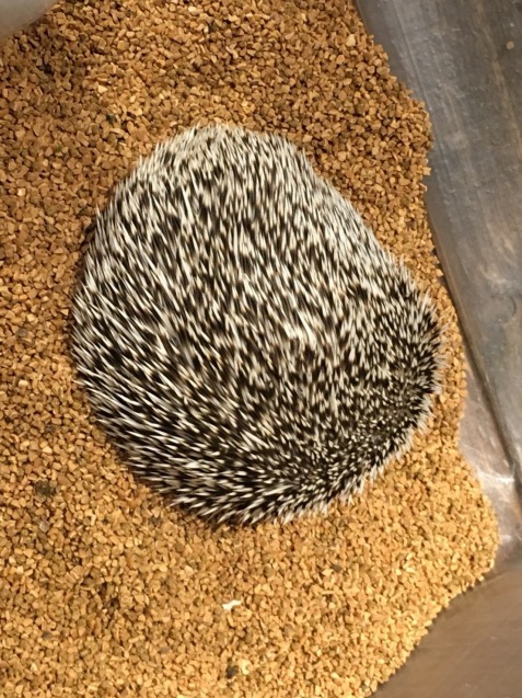 d0370737_18483176.jpeg