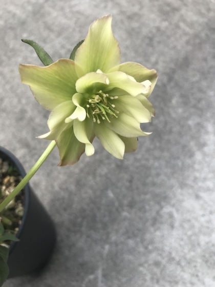f0157538_17340342.jpeg