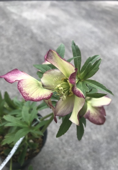 f0157538_17342950.jpeg