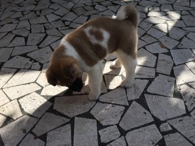 イタリアで秋田犬 カッラーラ日記 大理石の山に見守られて