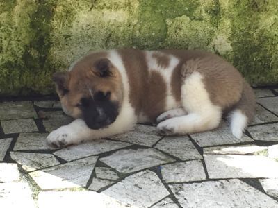 イタリアで秋田犬 カッラーラ日記 大理石の山に見守られて