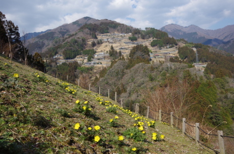 フクジュソウの群生を求めて奥祖谷へ『写真山行』_c0218841_13443043.jpg
