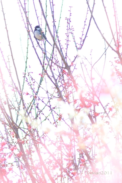 鹿沼　錦鯉公園の梅林2018　～鳥のさえずりと梅の花～_e0227942_22432546.jpg