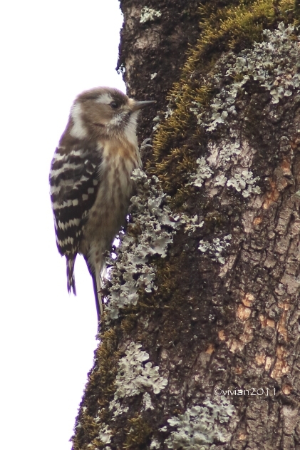 鹿沼 錦鯉公園の梅林2018 ~鳥のさえずりと梅の花~_e0227942_22505196.jpg