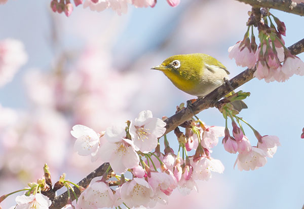 春爛漫桜満開メジロ喜ぶ_e0022047_22300915.jpg