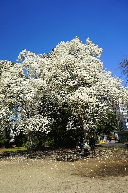 桜咲く_b0122448_14525700.jpg