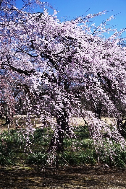 b0122448_14564602.jpg