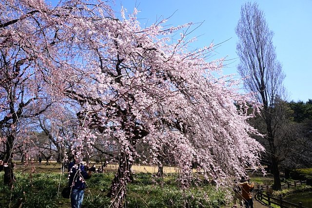 桜咲く_b0122448_14565099.jpg