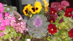 d0197949_11281729.gif