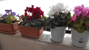 d0197949_11293614.gif