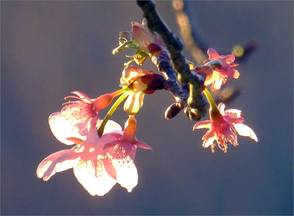 キブシ、ヤシャブシ等、春の花が咲き始めました（2018.03.17）_a0158150_12123312.jpg