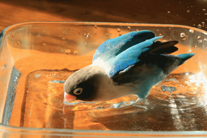 c0145250_14525336.gif