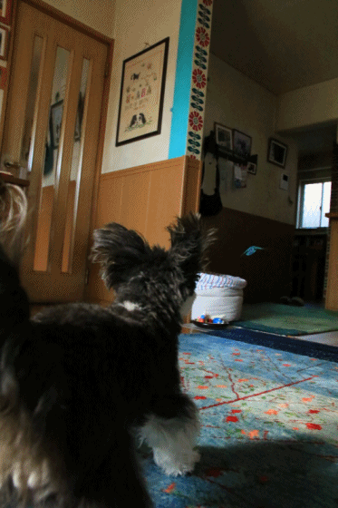 c0145250_15084332.gif