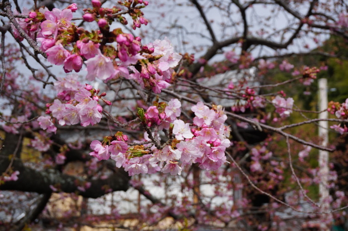 河津桜まつり２０１８☆４　峰温泉大噴湯～河津桜原木_d0152261_19215755.jpg