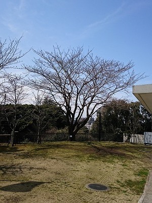 4-508) 開花情報　横浜南部_d0092767_05480846.jpg