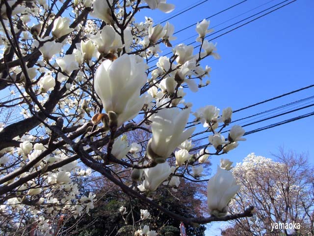 はくれんの一日 ふらんす堂編集日記 By Yamaoka Kimiko