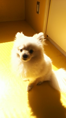 ドッグラン_f0357682_20412033.jpg