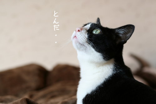 a0216583_11230859.png