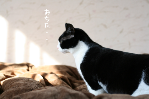 a0216583_11231647.png