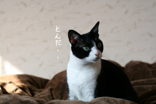 a0216583_11232182.png