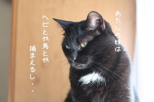 a0216583_11232458.png